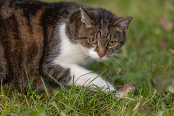 Katze f&auml;ngt Maus