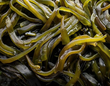 fresh marine edible seaweed fucus as an abstract background
