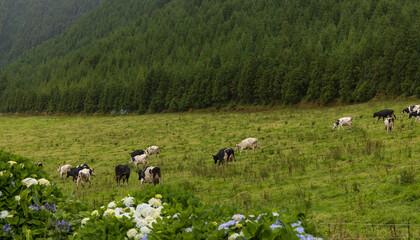 Obraz premium Herd of cows grazing on a green meadow in the mountains. São Miguel Island, Azores, Portugal