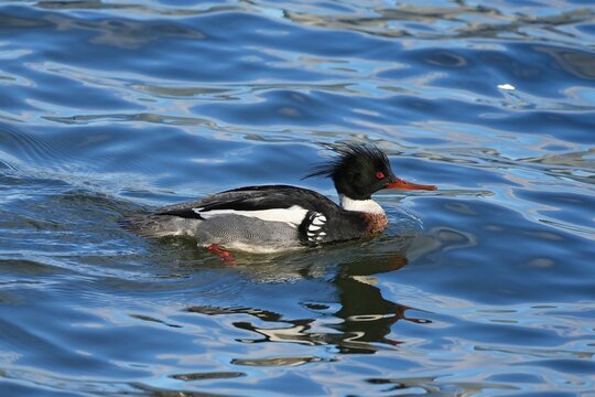 The red-breasted merganser (Mergus serrator) is a duck species that is native to much of the temperate to subarctic Northern Hemisphere. 