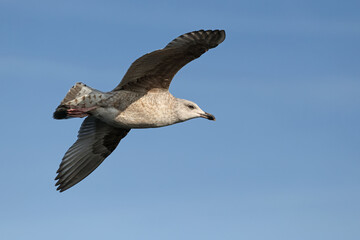 Obraz premium seagull on the blue sky background