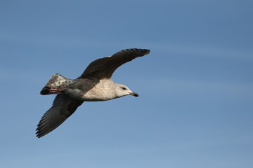 Obraz premium seagull on the blue sky background
