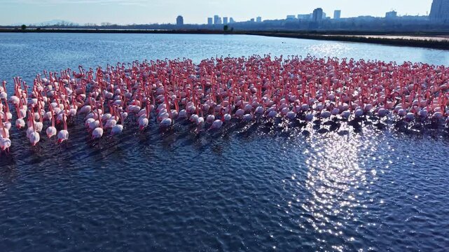 Vast numbers of elegant flamingos float gracefully on shimmering water, their colorful feathers contrasting with the urban skyline in the distance, creating a stunning visual harmony.
