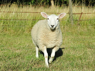 Fototapeta premium White woolly sheep in a lush green farmland field in rural England