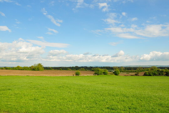 Landscape view of a green grass flied and blue sky with white fluffy clouds