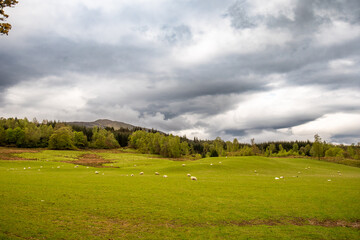 Obraz premium Spring Scottish landscape with wild field of fresh green grass, trees and mountains