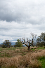 Fototapeta premium Scottish landscape with wild field and mountains 