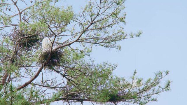 サギの巣