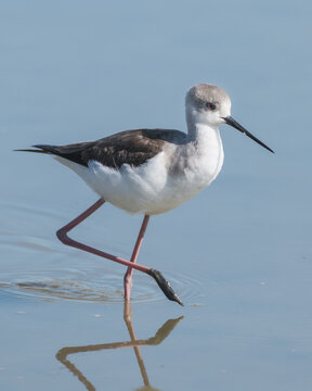 pernilongo (nome cient&iacute;fico: Himantopus himantopus), tamb&eacute;m conhecido como ma&ccedil;arico-de-pernas-longas. 