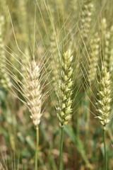 Young wheat crop growing in rural farm field