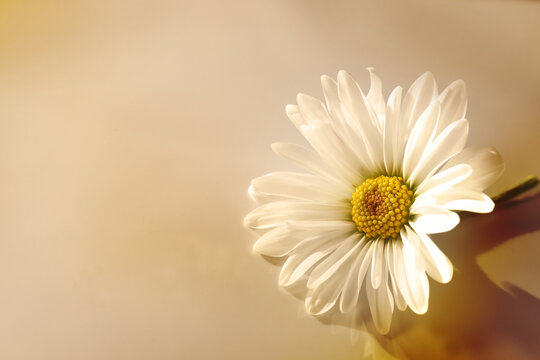 A single white daisy flower on a beige background.