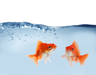 Bright goldfish in water against white background