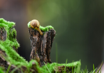 Macro shot of a small snail on a moss-covered tree stump, vibrant green textures and soft bokeh background creating a serene natural scene. © dianz