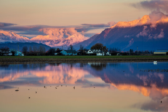 Sunset Reflection of Snowy Mount Cheam Over Flooded Farmland in Chilliwack Fraser Valley British Columbia