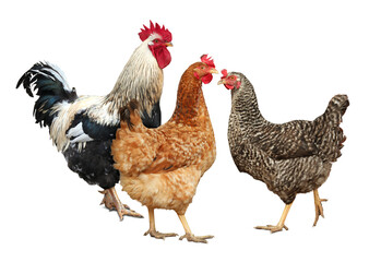 Fototapeta premium Rooster and hens on white background. Domesticated bird