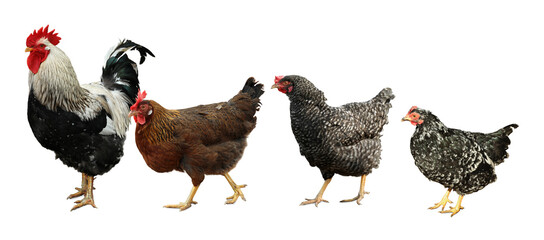 Rooster and hens on white background. Domesticated bird © New Africa