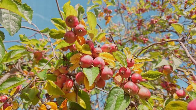 Red crab apples remaining on branches late into fall season swaying in wind yellowed autumn leaves and blue sky. Close-up of wild apples in their final stage of ripeness on fall foliage background. 