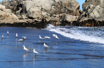 Obraz premium Cahuil Gulls (Chroicocephalus maculipennis) searching for food on the beach shore