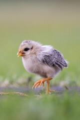 Obraz premium Chick on green background