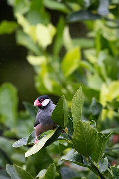 Java Sparrow in a tree