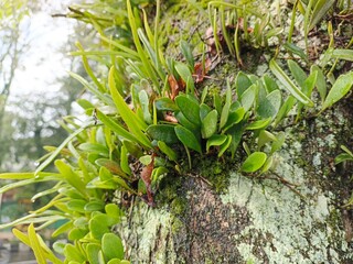 Intricate details of various epiphytic plants flourishing on a textured tree trunk, highlighting the beauty and complexity of arboreal flora and forest ecosystems