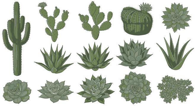 Collection of Various Cacti and Succulent Plants.
