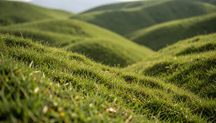 Lush green rolling hills under soft natural light, showcasing vibrant grassy textures