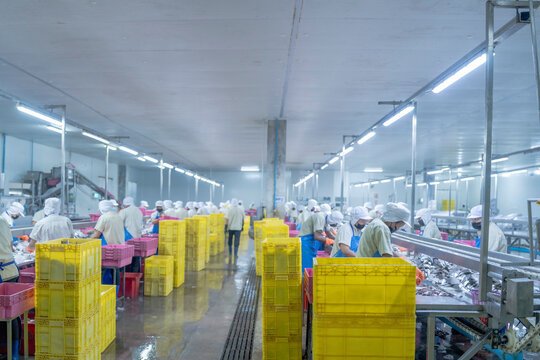Workers in a seafood processing plant sorting and packaging fish on a production line. The factory is equipped with hygiene standards, ensuring food safety and quality in the supply chain.