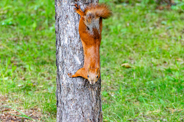 Obraz premium Eurasian red squirrel exhibiting headfirst descent on pine trunk in Lager Garden urban park Tomsk