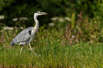 Grey heron (Ardea cinerea) walking along grassy wetland shoreline