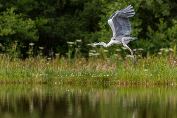 Grey heron (Ardea cinerea) walking along grassy wetland shoreline
