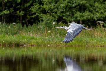 Grey heron (Ardea cinerea) walking along grassy wetland shoreline