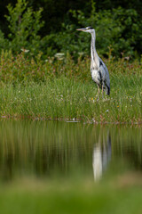 Grey heron (Ardea cinerea) walking along grassy wetland shoreline