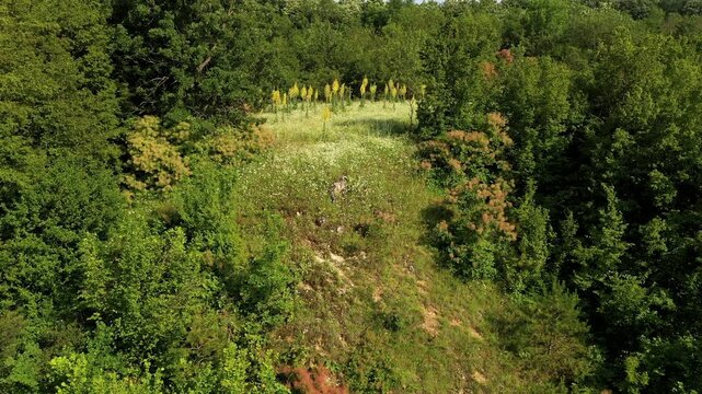 Mullein (Verbascum thapsus) is a hardy, biennial herb cultivated for its medicinal yellow flowers and leaves, favoring full sun and dry.