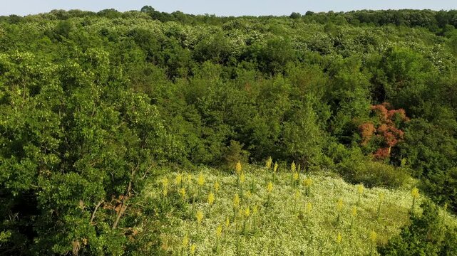 Mullein (Verbascum thapsus) is a hardy, biennial herb cultivated for its medicinal yellow flowers and leaves, favoring full sun and dry.