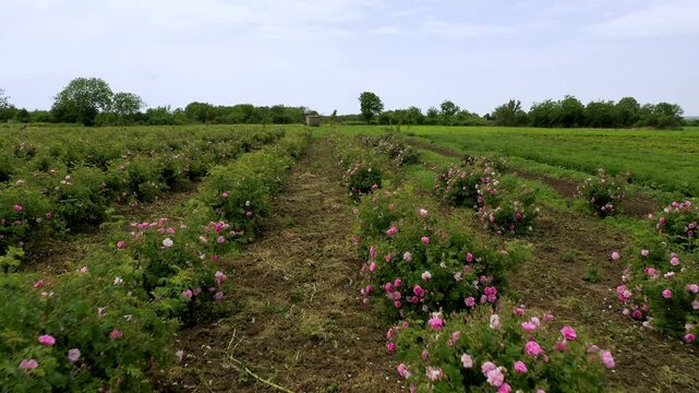 Aerial drone flight over blossomed field with oil-bearing rose (Rosa Damascena) in well-known Valley of roses near Kazanlak, Bulgaria. Close up view.