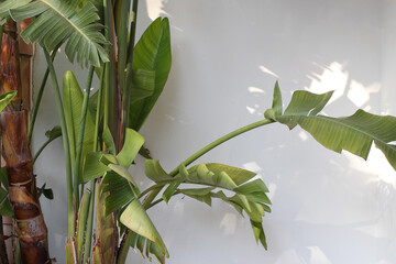 Fototapeta premium Tropical banana palm leaves with in sunlight. Floral shadows on white wall. Exotic green foliage background, natural light botanical texture. Minimalist summer outdoor plant scene banner, copy space