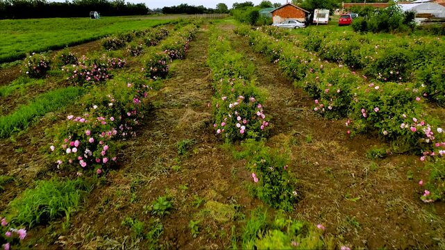 Aerial drone flight over blossomed field with oil-bearing rose (Rosa Damascena) in well-known Valley of roses near Kazanlak, Bulgaria. Close up view.