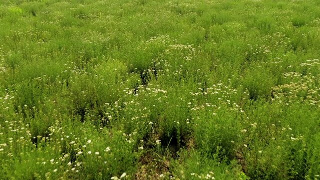 Flight over agricultural fields with an abundance of growing white yarrow flowers. Cultivation and collection of medical plants in Bulgaria.