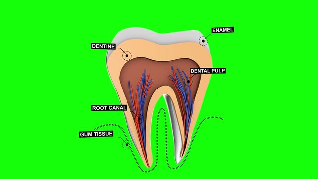Tooth anatomy showing enamel, dentin, pulp, root canal, and gum tissue layers on green screen background