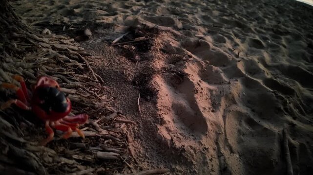 Red Touloulou crab, crawling at night in sandy bank among exposed tree roots, showcasing the vibrant wildlife and natural environment of Plage des Salines beach, Martinique, French Antilles in France