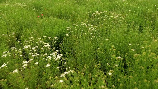 Flight over agricultural fields with an abundance of growing white yarrow flowers. Cultivation and collection of medical plants in Bulgaria.