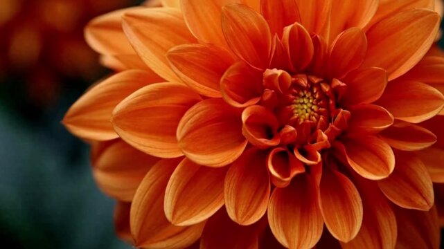 orange dahlia flower