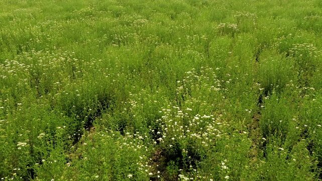 Flight over agricultural fields with an abundance of growing white yarrow flowers. Cultivation and collection of medical plants in Bulgaria.