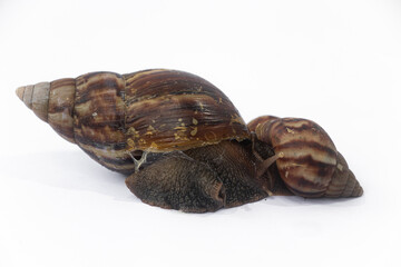 Obraz premium Close-up of Achatinidae land snails on white background, showing their textured brown shells and slimy bodies in detail. 