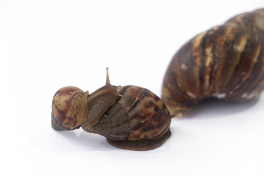 Close-up of Achatinidae land snails on white background, showing their textured brown shells and slimy bodies in detail.
