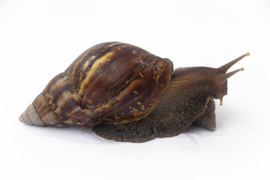 Close-up of Achatinidae land snails on white background, showing their textured brown shells and slimy bodies in detail.

