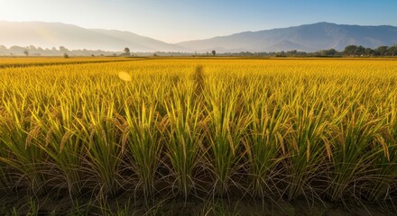 Ripe golden rice field extending towards distant mountain ranges under a clear evening sky