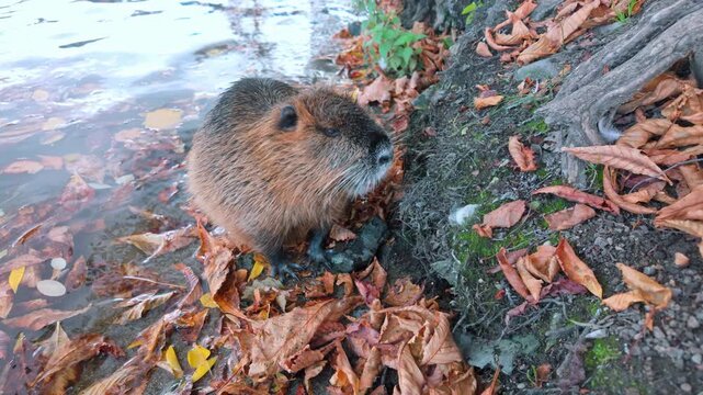 Close-up of Coypu carefully brushing its fur while standing on riverbank covered with fallen leaves. Nutria stands on shoreline and grooming itself among fall foliage with water as backdrop.