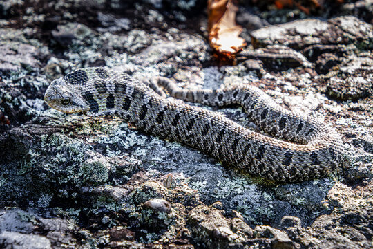 eastern hognose snake Heterodon platirhinos in the rocks close-up